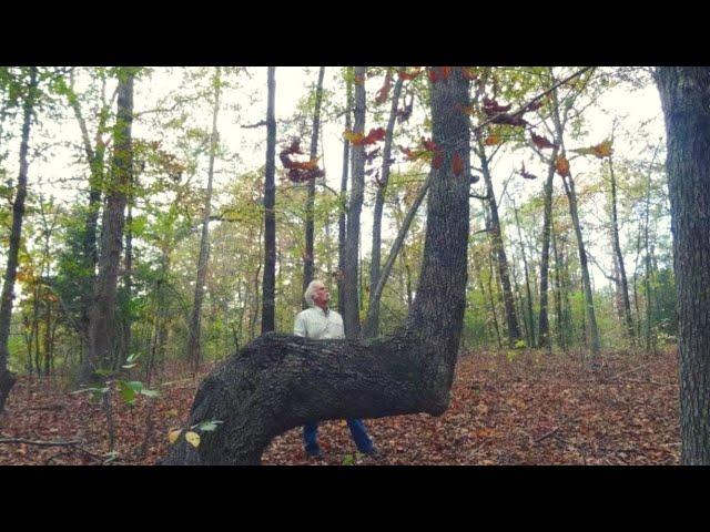 If You Find A Bent Tree In The Forest, You May Have Just Stumbled Upon A Centuries Old Secret