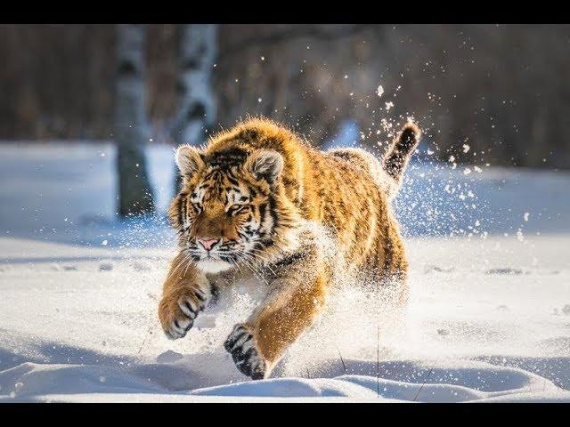 Дикая природа  России   Wildlife in Russia   National Geographic 4K Ultra HD