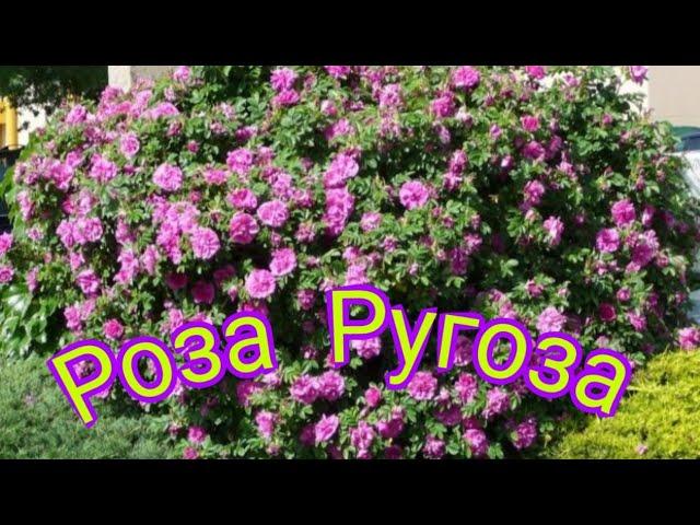 Роза Ругоза, посадка.