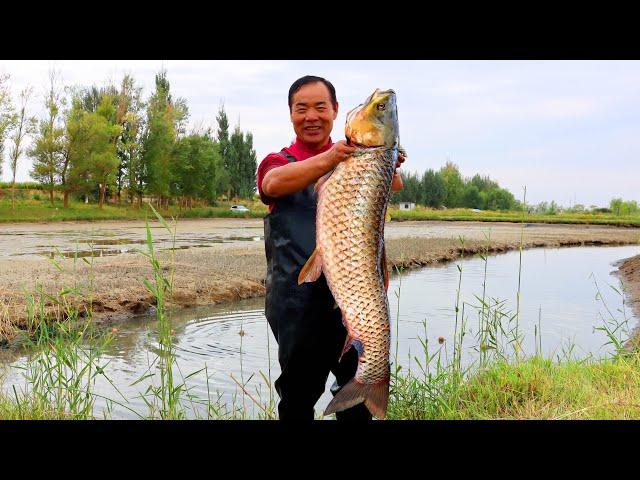 HUGE Carp Fish Fresh Caught from the Pond! The Best Fish Stewed with Tofu!  | Uncle Rural Gourmet