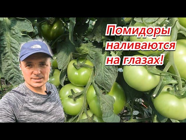 Томаты наливаются на глазах- калийная подкормка высокорослых томатов!