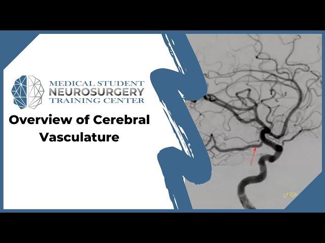 Overview of Cerebral Vasculature