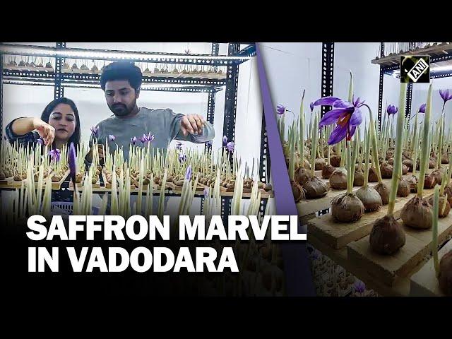 Vadodara couple’s tiny room yields big success in Saffron cultivation