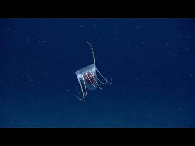 Helmet jellyfish bopping along the seafloor