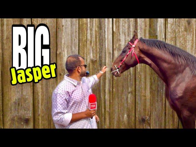 Big Jasper - The Tallest Marwari Stallion at Renegade Horses, Pune