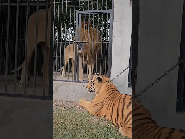 Big Lion Want To Fight Small Tiger  || but tiger || #shorts #viral #lion #tiger #trending #shorts 