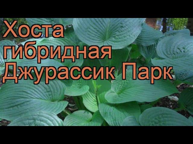 Хоста гибридная Джурассик Парк (hosta)  обзор: как сажать, рассада хосты Джурассик Парк