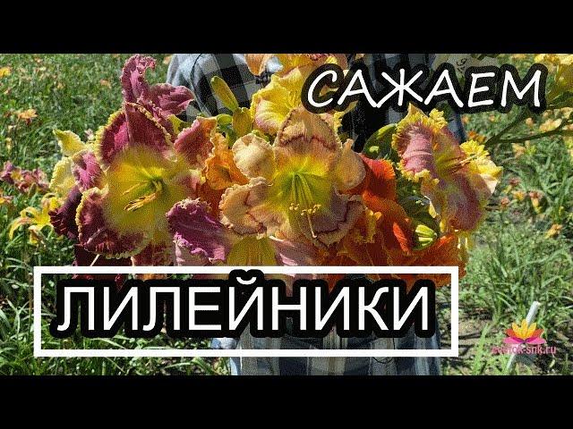 Лилейники: посадка и уход весной! Часть 1 / Сад Ворошиловой