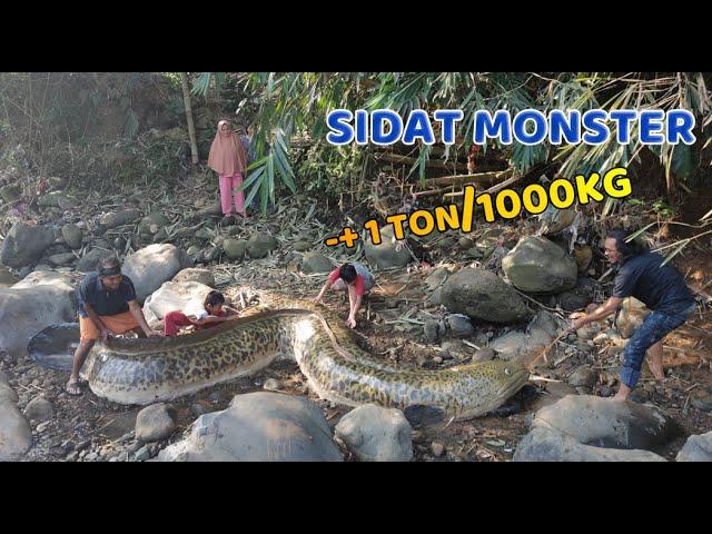 GIANT EEL FISH WEIGHING 1 TON - Caught BY PEOPLE