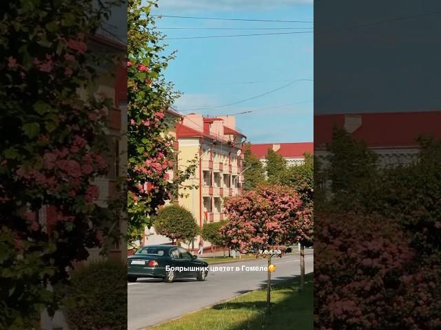 Боярышник цветет в Гомеле #гомель #беларусь