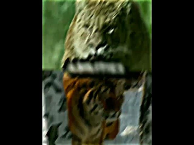 Smilodon Populator VS Siberian tiger edit#short #smilodon #tigers