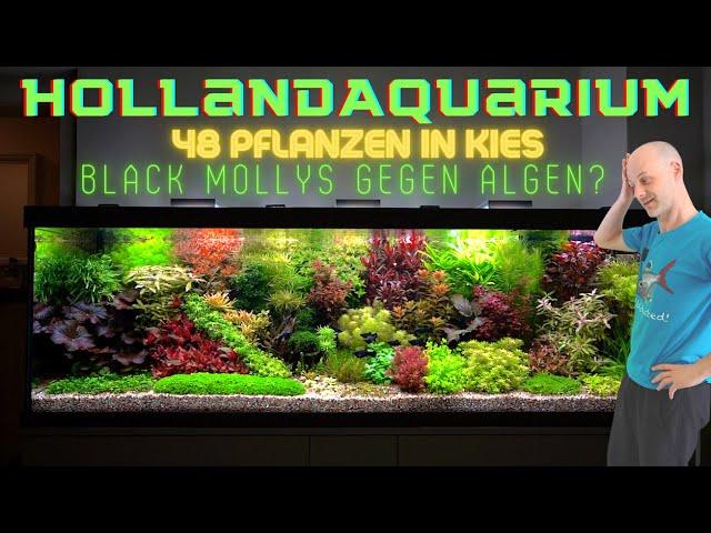 Wir sind sprachlos! Unfassbares Hollandaquarium mit 48 verschiedenen Aquarienpflanzen in Kiesboden!