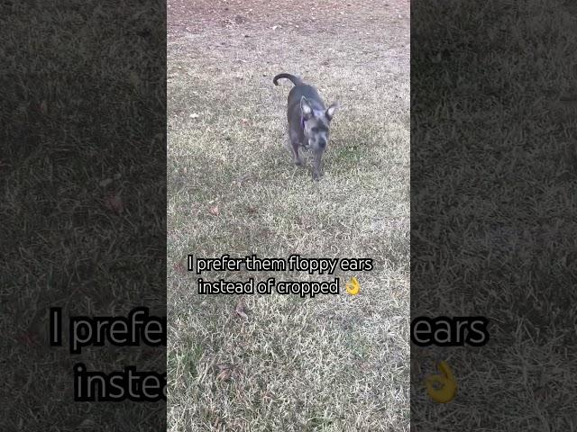 Gotta love them floppy ears #dog #doggo #doglover #bullybreed