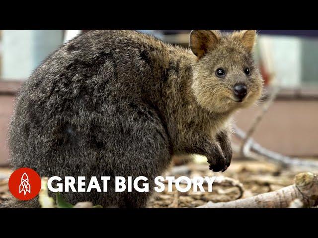 How Quokka Selfies Helped Protect This Adorable Animal