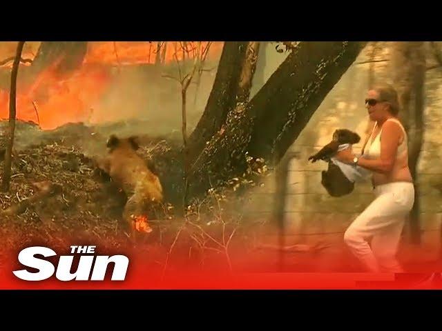 Woman saves scorched koala from Australian bushfire