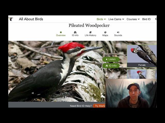 Birding by Ear - Practice Video - Common Eastern Woodland Birds