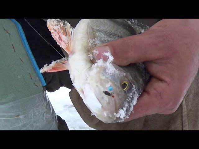 Безмотылка, черная муха  косит плотву