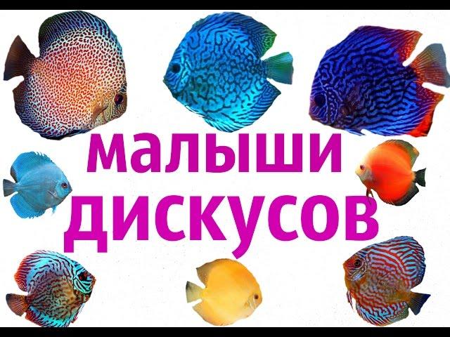 Аквариумные рыбки.Малыши Дискусов