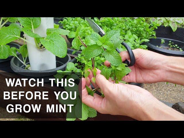 A MINT'S CURSE | Mint plant care that you should know