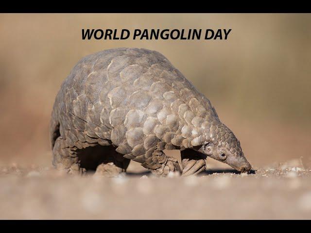 WORLD PANGOLIN DAY | CONSERVATION | ANIMAL PROTECTION