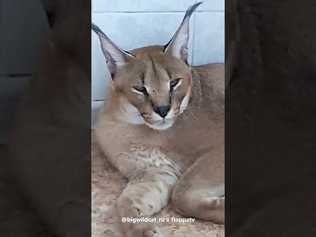 Handsome Big Floppa #caracal