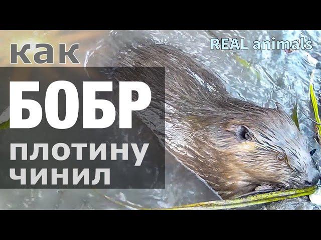 BEAVERS: dam repair and beaver vendetta / trail camera / REAL animals