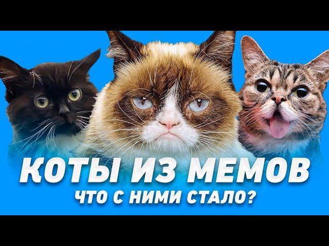 Что стало с котами из мемов? Часть 2