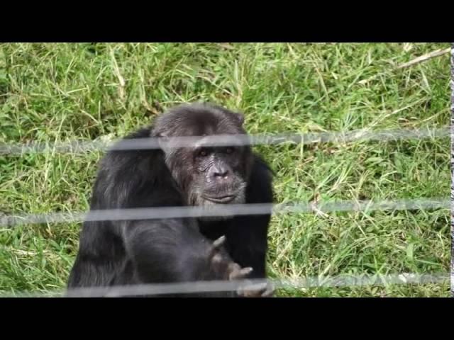 Ngamba Island Chimpanzee Sanctuary