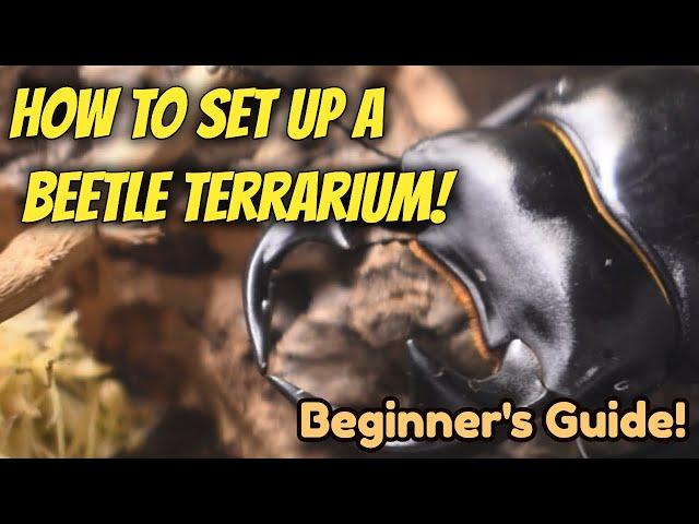 How To Set Up A Beetle Terrarium | Beginner's Guide | Pets