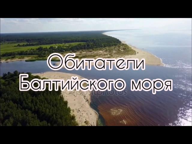 Обитатели Балтийского моря