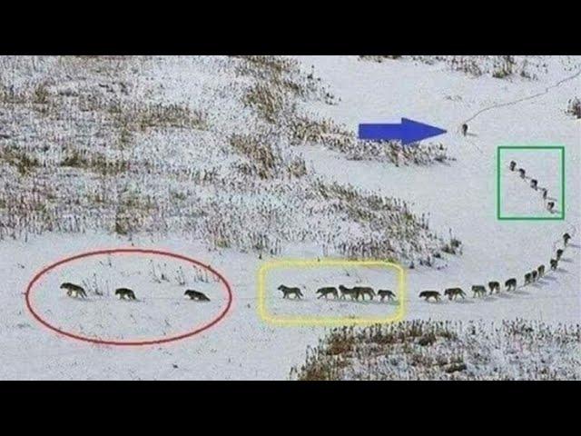 The formation of the wolves is incredible#truestory #animals