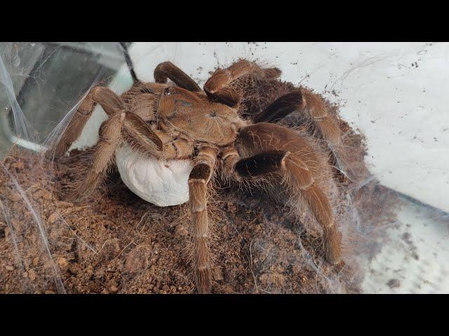 Разведение нового для СНГ вида паука птицееда. Hysterocrates laticeps