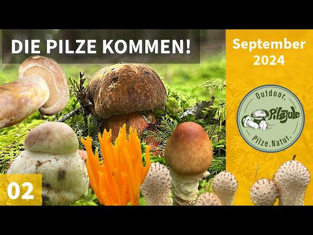 DIE PILZE KOMMEN! | Tolle Erstfunde und steigende Artenvielfalt | Pilzesammeln im September 2024