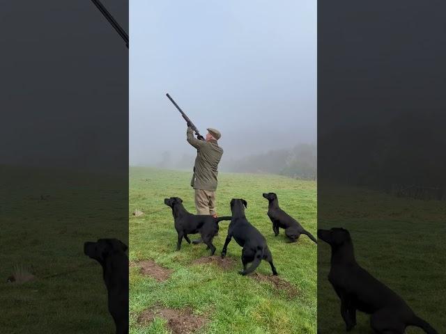 Throwback to our most viewed short! #drivenshooting #labrador #gundog #pheasant