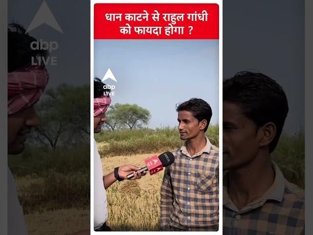 Chhattisgarh Elections EK VOTER AISA BHI: धान काटने से राहुल गांधी को फायदा होगा | #abpliveshorts