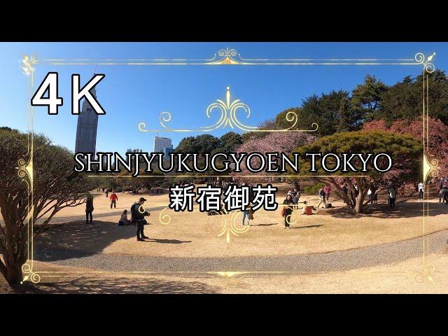 4K【新宿御苑】新宿御苑 一周 ぶらぶら散歩 shinjuku shinjukugyoen tokyo japan park 観光地 寒桜 日本庭園 風景式庭園 整形式庭園