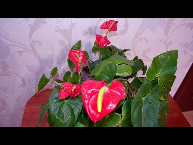 ANTHURIUM