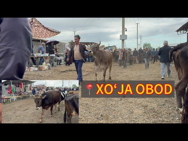 XOʻJA OBOD Aka Nech Pul Boʻldi??? 07.09.2024 Xammasidan Bor…