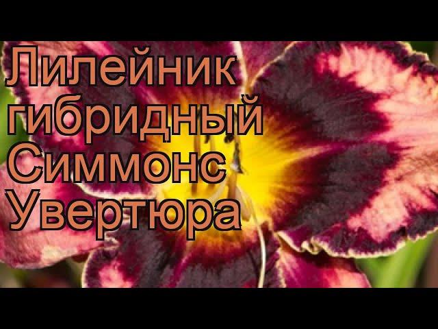 Лилейник гибридный Симмонс Увертюра  обзор: как сажать, рассада лилейника Симмонс Увертюра