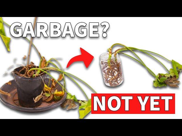 How To Save A Dead Plant