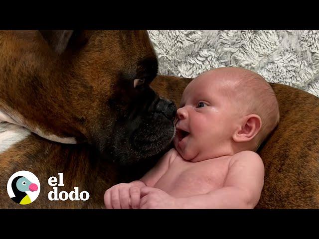 Bebé da sus primeros pasos directamente a su perro | El Dodo