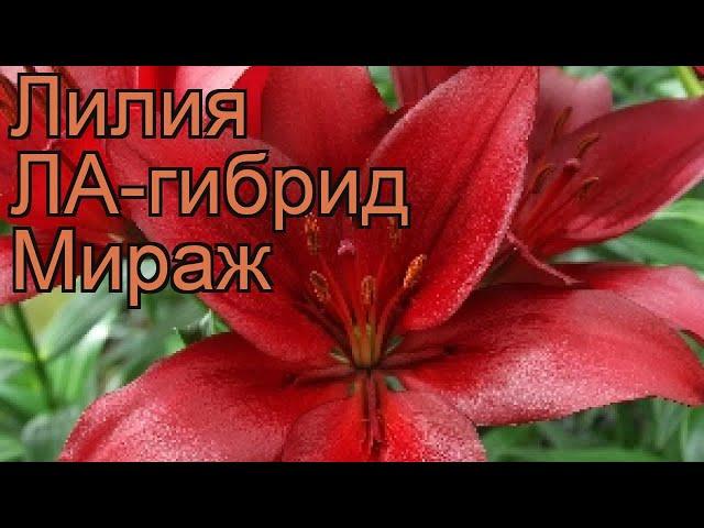 Лилия ла-гибрид Мираж (lilium la-hybrids mirage)  Мираж обзор: как сажать, луковицы лилии Мираж