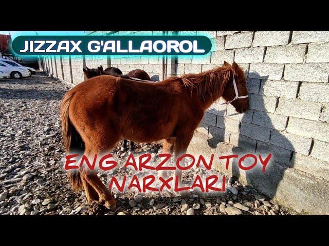 От ва тойлар нархлари Жиззах Галлаорол жума бозори /  G'ALLAOROL juma bozori ot va toy narxlari