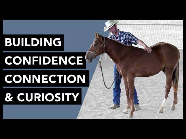 Working with a Yearling Colt [Very First Session] | Basic Exercise for Every Young Horse