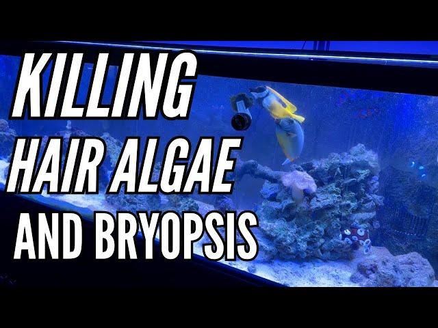 Green Hair Algae and bryopsis in saltwater tank - FLUX RX - Green Hair Algae Update