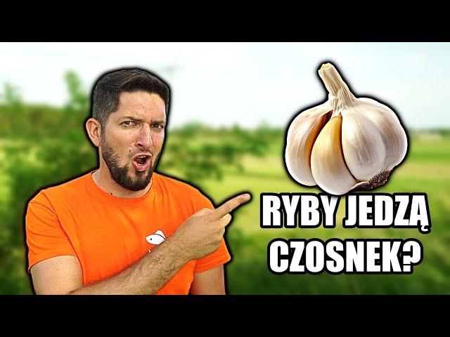 ŁOWIĘ RYBY na CZOSNEK