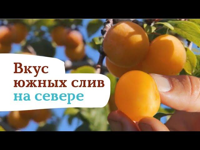 Суперпопулярная слива «Желтая Хопты»