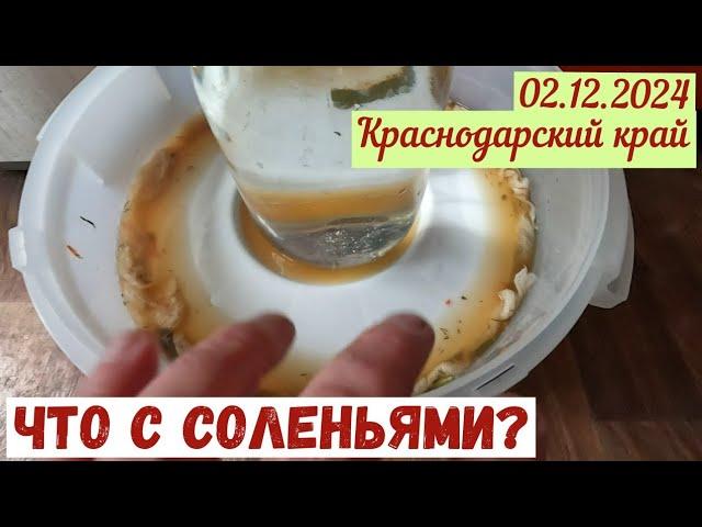 02.12.2024. Что с соленьями? Опрыскиватель развалился. Укрыли виноград.