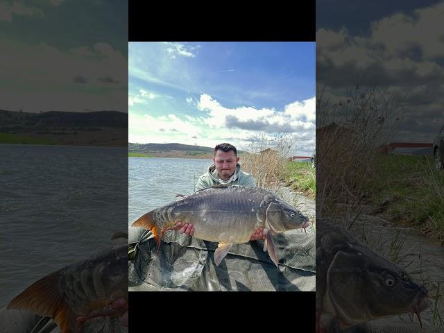 AA Carp Team Big Carps 4K #shorts #short #carpfishing #pescuit #bigcarp #4k