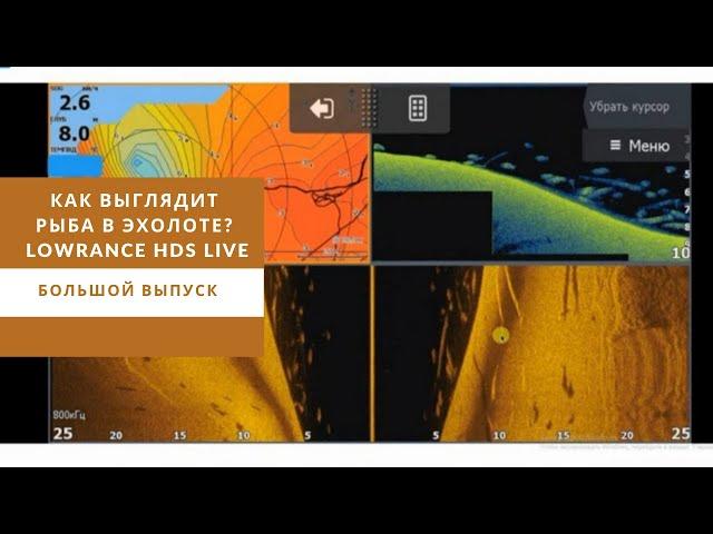 Как выглядит рыба в эхолоте? Lowrance HDS Live. Большой выпуск.